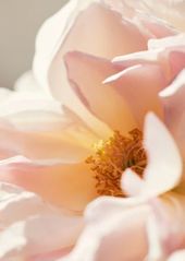 Chloé Roses De Chloe Eau De Toilette Fragrance Collection