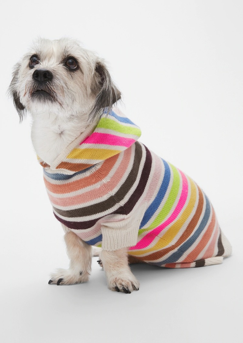 dog with a sweater