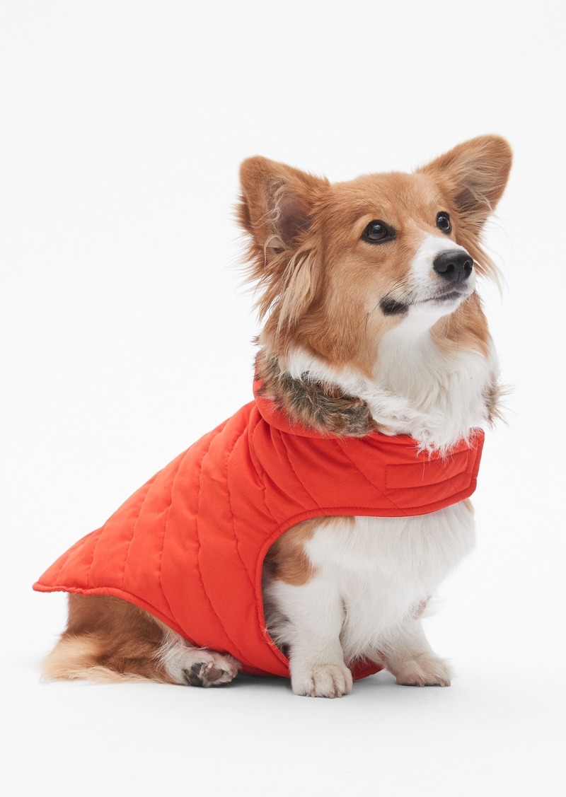 gap dog puffer jacket